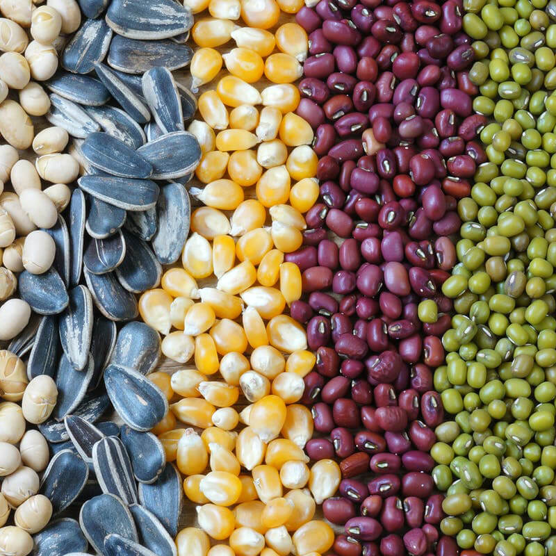 자동 종자 포장 기계